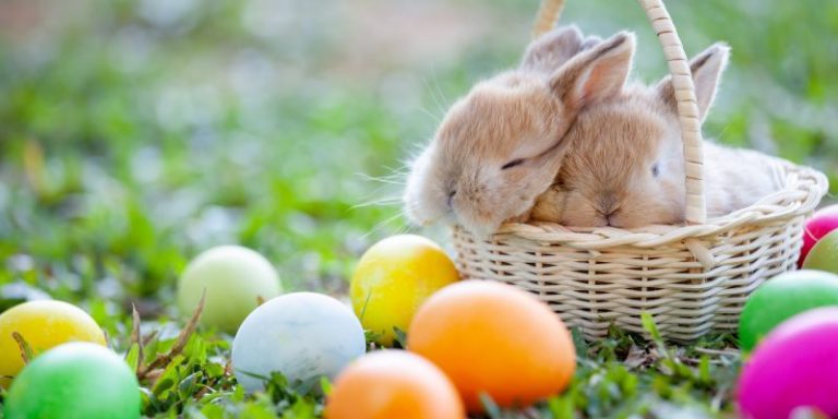 easter-bunny-getty-800x400